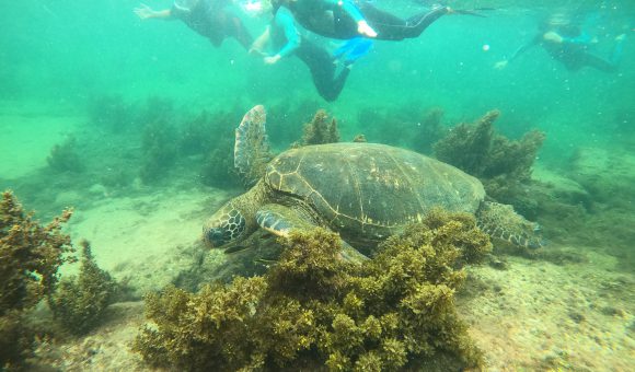 Galapagos schildpad met snorkelaar